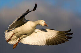 Snow Goose