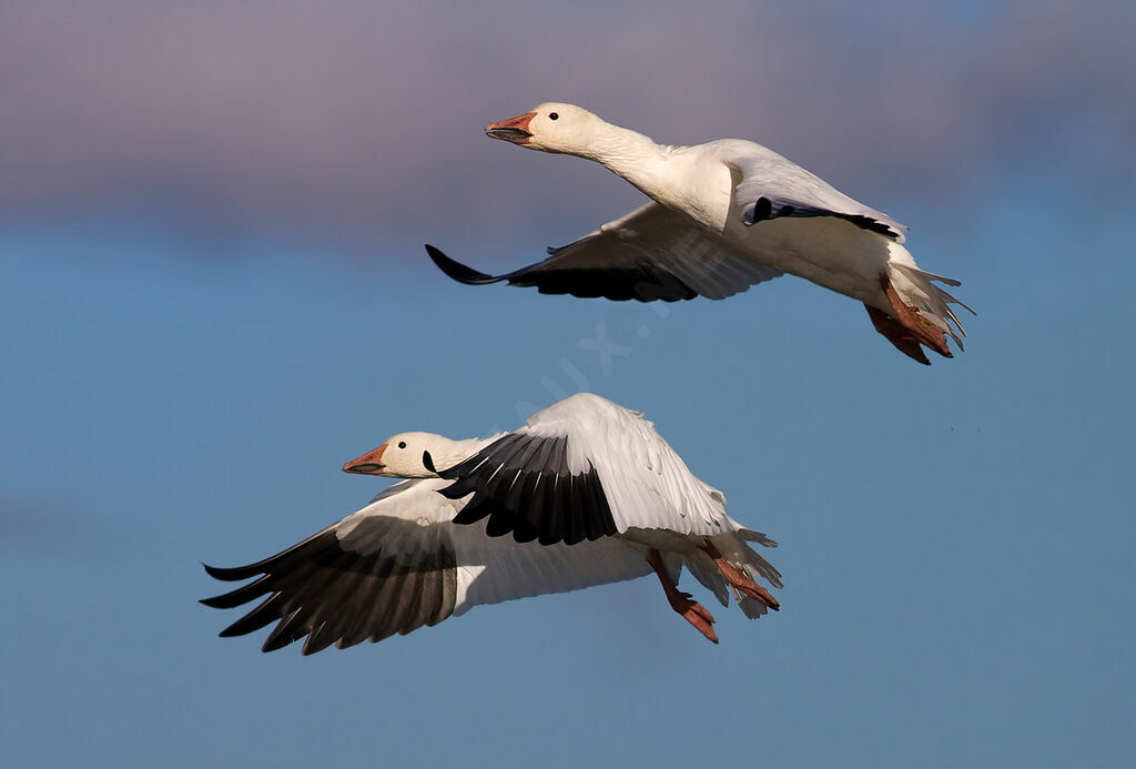 Snow Goose, Flight