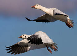 Snow Goose