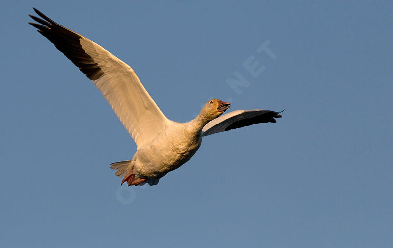 Snow Gooseadult