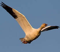 Snow Goose