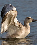 Snow Goose