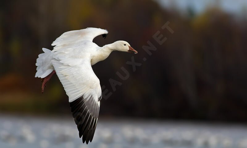 Snow Gooseadult