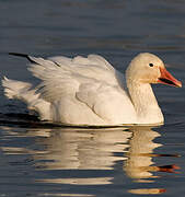 Snow Goose