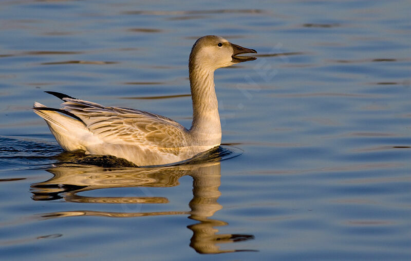 Snow Goosejuvenile