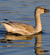 Snow Goose