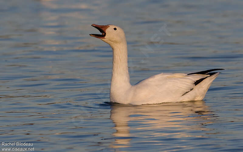 Snow Gooseadult post breeding, Behaviour