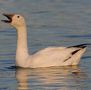 Snow Goose