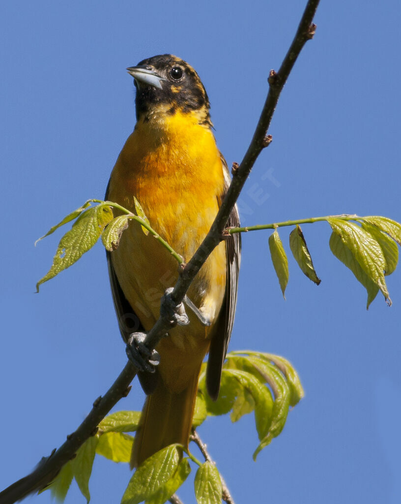 Baltimore Oriole, identification