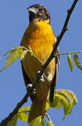 Baltimore Oriole