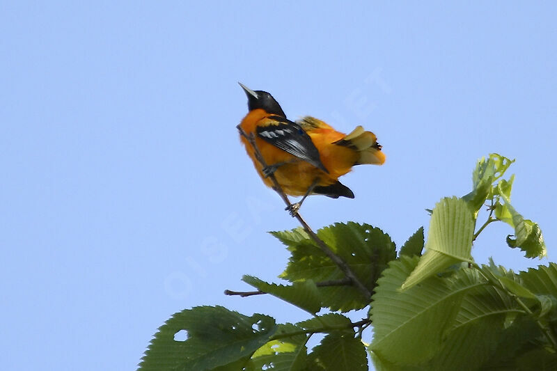 Oriole du Nord