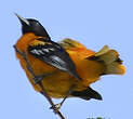 Oriole du Nord