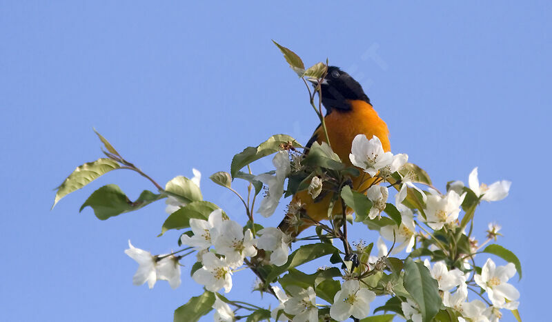 Baltimore Orioleadult