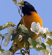 Baltimore Oriole