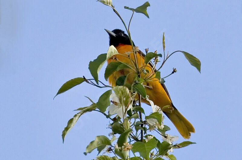 Oriole du Nordadulte