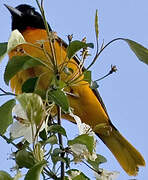 Baltimore Oriole