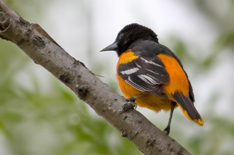 Oriole du Nord mâle, identification