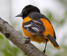 Baltimore Oriole