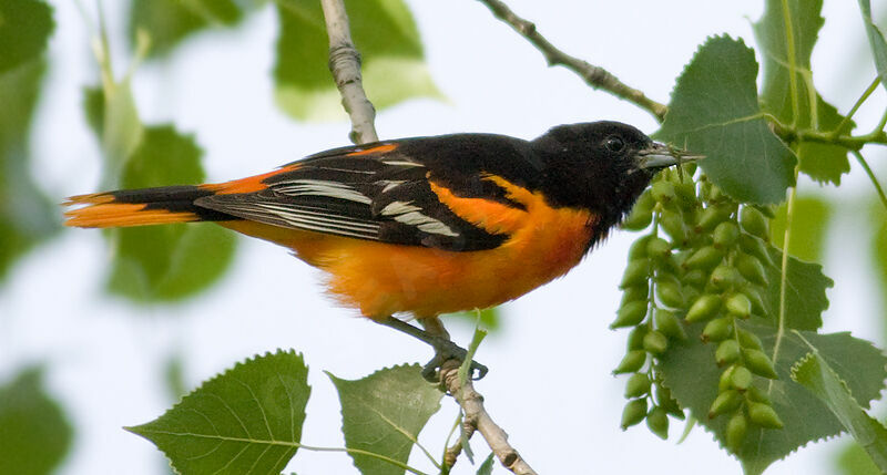 Baltimore Oriole male, identification, feeding habits