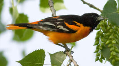 Oriole du Nord