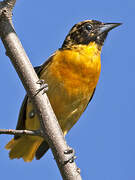 Baltimore Oriole