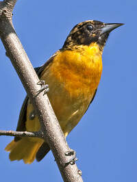 Oriole du Nord