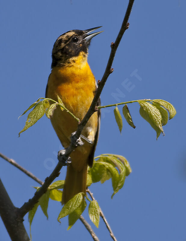 Baltimore Oriole, identification