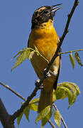 Baltimore Oriole