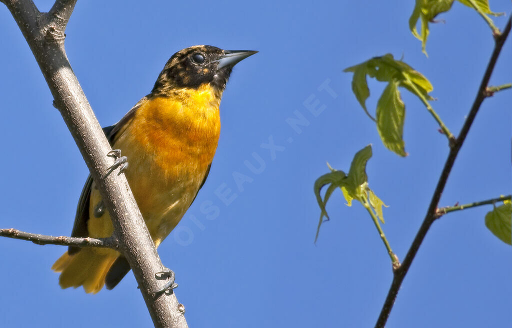 Baltimore Oriole, identification, Behaviour