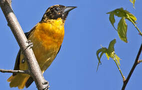 Baltimore Oriole