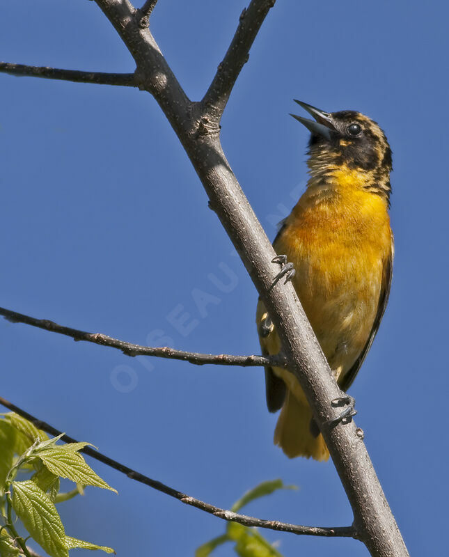 Baltimore Oriole, identification