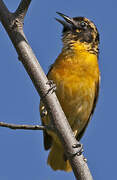 Baltimore Oriole