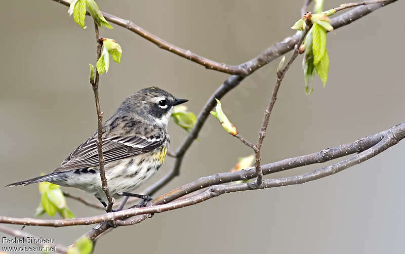 Myrtle Warbler female adult, identification