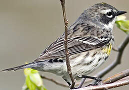 Myrtle Warbler