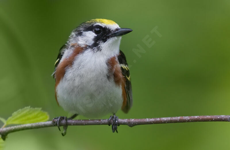 Chestnut-sided Warbler male adult, identification