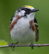 Chestnut-sided Warbler