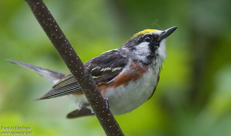 Paruline à flancs marron, identification