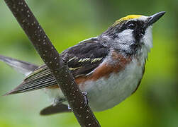 Chestnut-sided Warbler