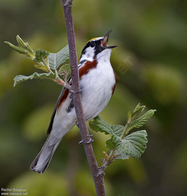 Paruline à flancs marron mâle adulte, chant, Comportement