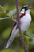 Chestnut-sided Warbler