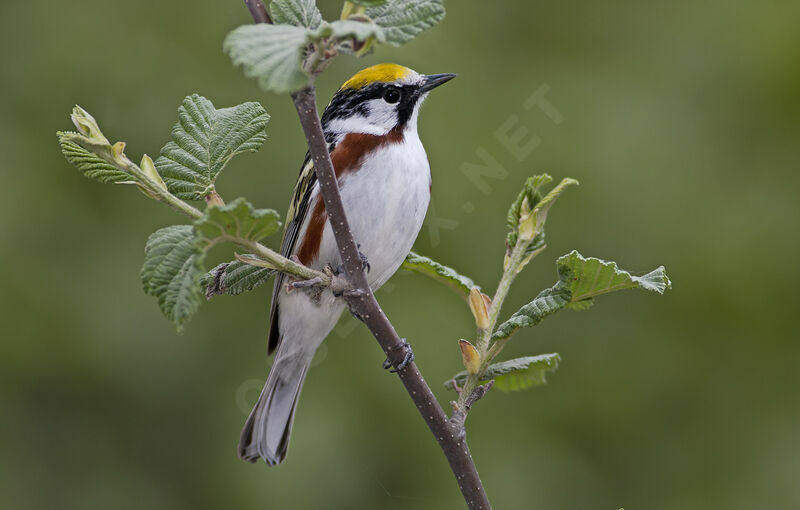 Chestnut-sided Warbler, identification, Behaviour