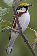 Chestnut-sided Warbler