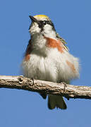 Chestnut-sided Warbler