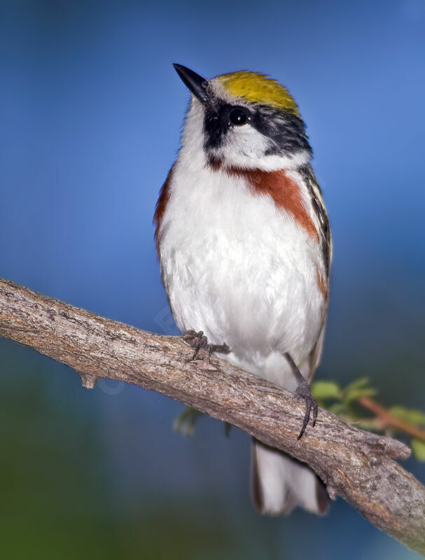 Chestnut-sided Warbler, identification, Behaviour