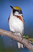 Chestnut-sided Warbler