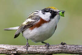 Chestnut-sided Warbler