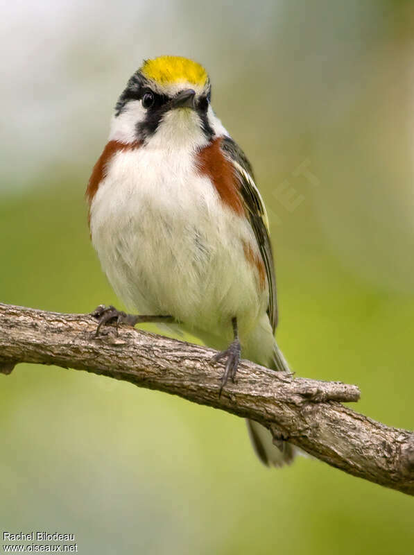 Paruline à flancs marron mâle adulte, portrait