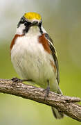 Chestnut-sided Warbler