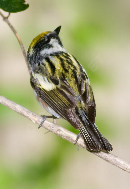 Chestnut-sided Warbler