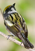 Chestnut-sided Warbler